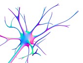 Nerve cell,computer artwork