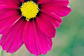 Mexican aster (Cosmos bipinnatus)