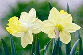 Daffodil flowers (Narcissus sp.)