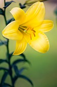 Orienpet lily (Lilium sp.)