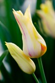 Multi flowering tulip (Tulipa hybrid)