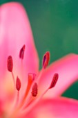 Asiatic lily (Lilium sp.)