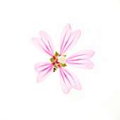Mallow flower (Malva sp.)