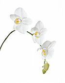 Orchid flowers (family Orchidaceae)