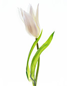 White tulip (Tulipa sp.)