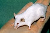 Severe Combined Immunodeficiency mouse