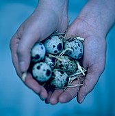 Quail eggs