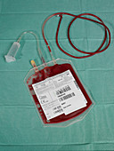 Cord blood for stem cell harvesting