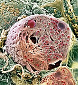 Pancreas cell,SEM