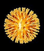 Herpes virus particle,artwork