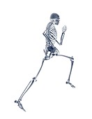 Skeleton running