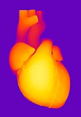 Heart,computer artwork