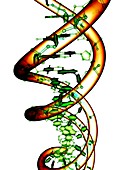 DNA molecule,conceptual artwork
