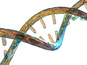 Unzipped DNA molecule,artwork