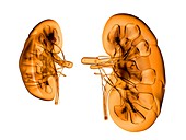 Kidneys,artwork