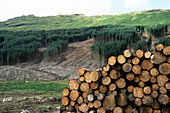 Deforested conifer plantation