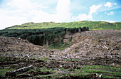 Deforested conifer plantation