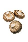 Shiitake mushrooms