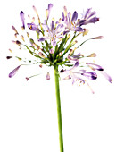 African blue lily (Agapanthus sp.)