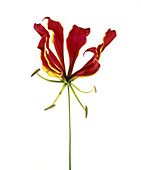 Flame lily (Gloriosa sp.)