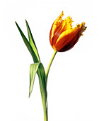 Parrot tulip (Tulipa sp.)
