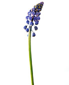 Grape hyacinth (Muscari armeniacum)