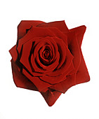 Red rose (Rosa 'Grand Prix')