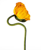 Poppy (Papaver sp.)