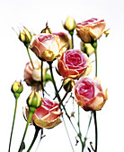 Roses (Rosa 'Mini Eden')