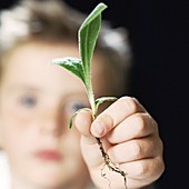 Boy holding a plant shoot