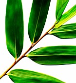 Plant leaves