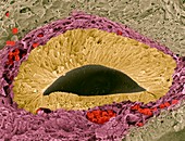 Foetal sense organ,SEM