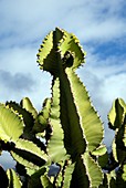 Cacti in flower