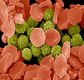 Red and white blood cells,SEM