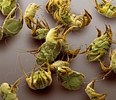 Dust mites,SEM