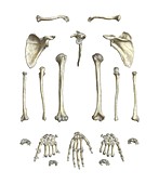 Arm bones,artwork