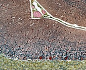Purkinje cells,light micrograph