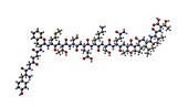 Alpha-endorphin,molecular model