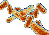 Rod shaped bacillus bacteria
