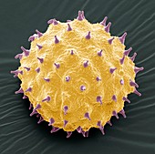 Abutilon pollen,SEM