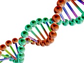 DNA molecule,computer artwork