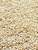 Pearl barley