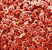 Human blood cells,SEM