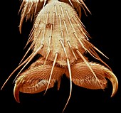 Bluebottle fly foot,SEM