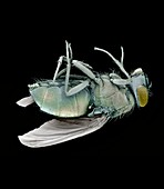 Dead bluebottle fly,SEM