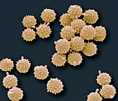 Puffball fungus spores,SEM