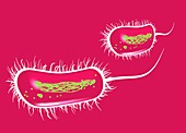 E coli bacteria,artwork