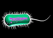 E coli bacterium,artwork