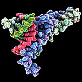 DNA transcription factor,molecular model