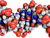 DNA molecule,artwork